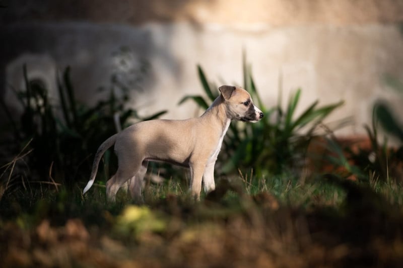 Whippet - Du Domaine De La Poiriere