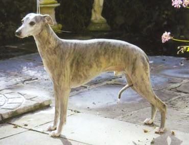 Publication : Vuylstekeara