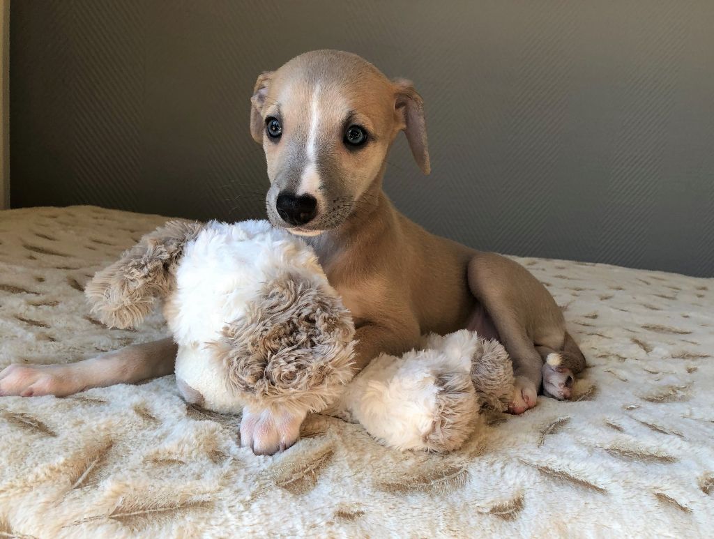 Movingstars - Chiot disponible  - Whippet