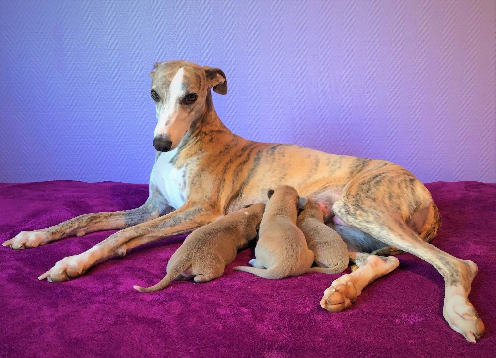 Movingstars - Whippet - Portée née le 13/05/2020