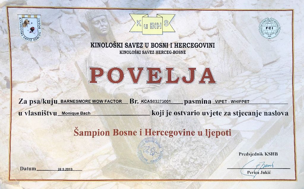 CH. Barnesmore Wow factor - CHAMPION OF BOSNIA I HERCEGOVINA