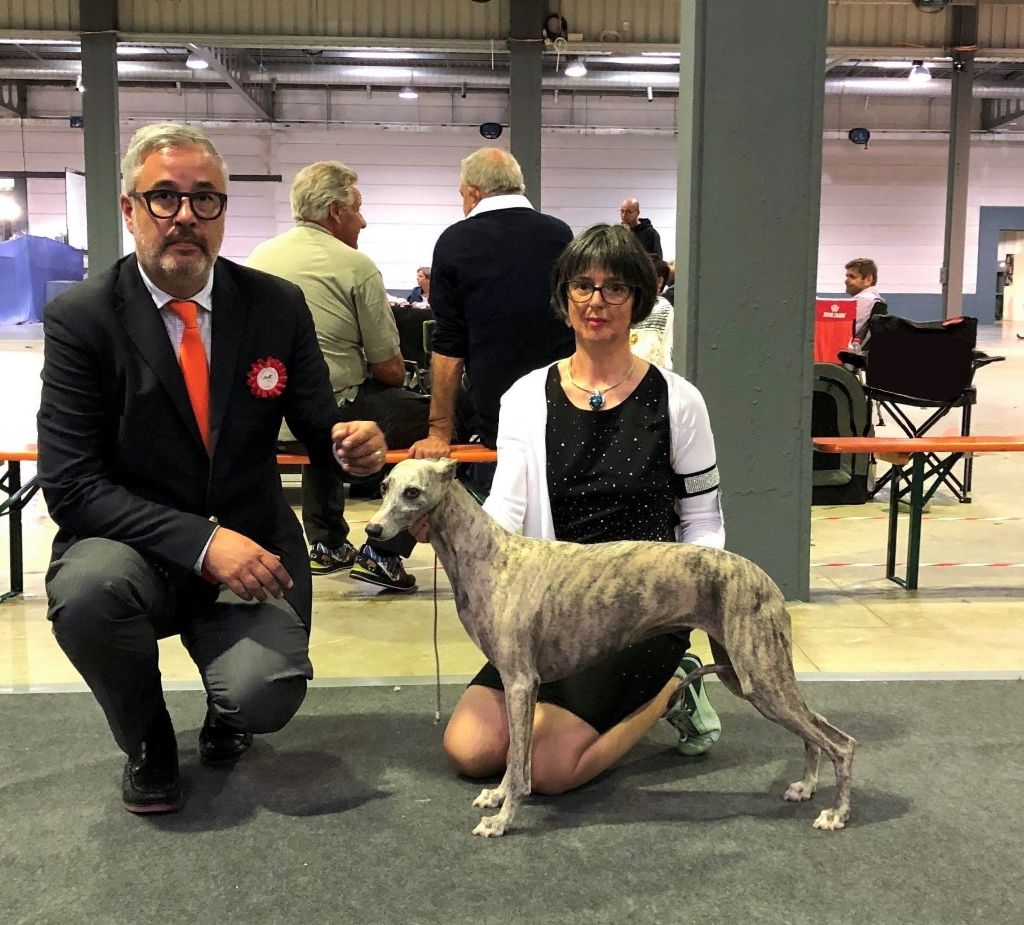 CH. Barnesmore Wow factor - 1st. EXCELLENT OPEN CLASS & CAC WINNER