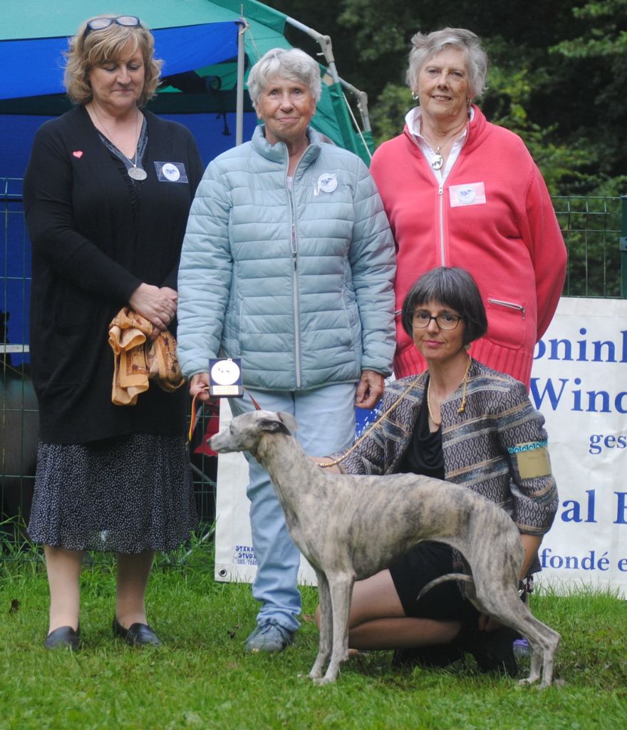 CH. Barnesmore Wow factor - 1st. EX. & BEST FEMALE & BOB & GOLDEN MEDAL WINNER 2019