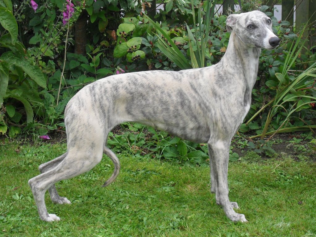 CH. Barnesmore Wow factor - 3ème EXCELLENT CLASSE OUVERTE