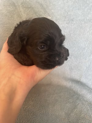 Les chiots de American Cocker Spaniel