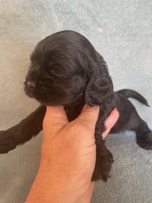 Les chiots de American Cocker Spaniel