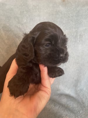 Les chiots de American Cocker Spaniel