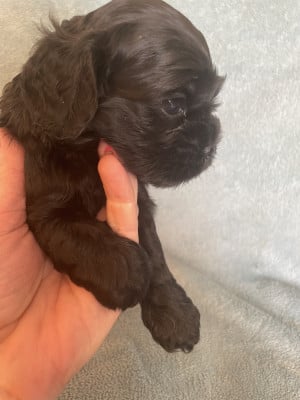 Les chiots de American Cocker Spaniel