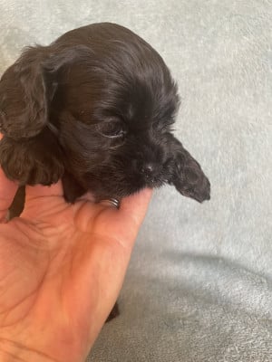 Les chiots de American Cocker Spaniel