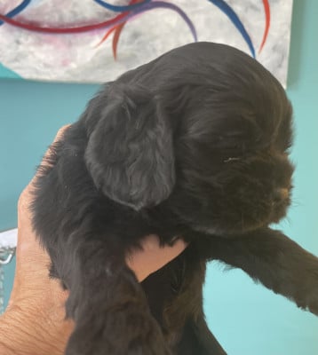 Les chiots de American Cocker Spaniel