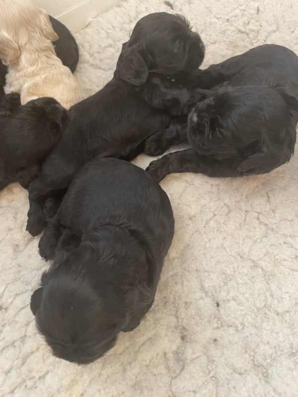 American Cocker Spaniel - Truly Mine