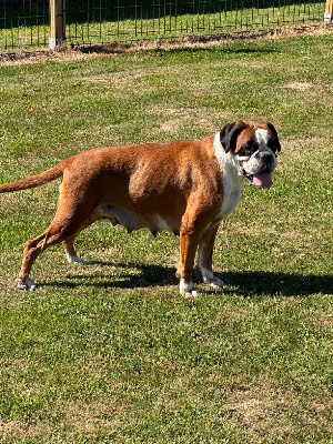 Étalon Boxer - Sully North Mans