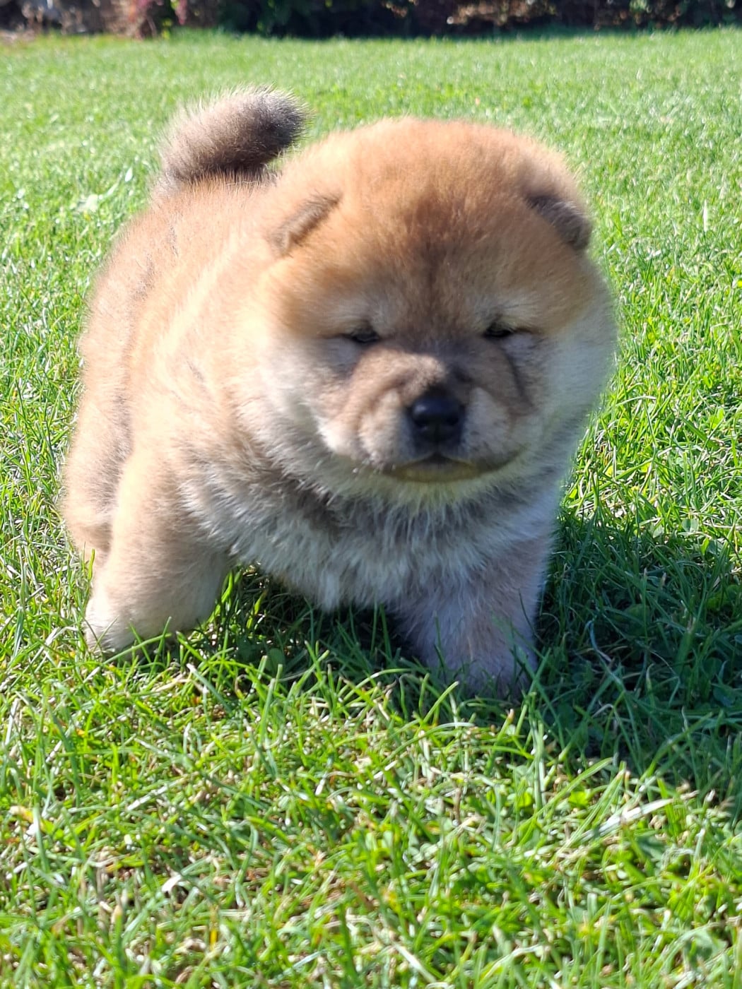 Chiot N°1 - Chow Chow