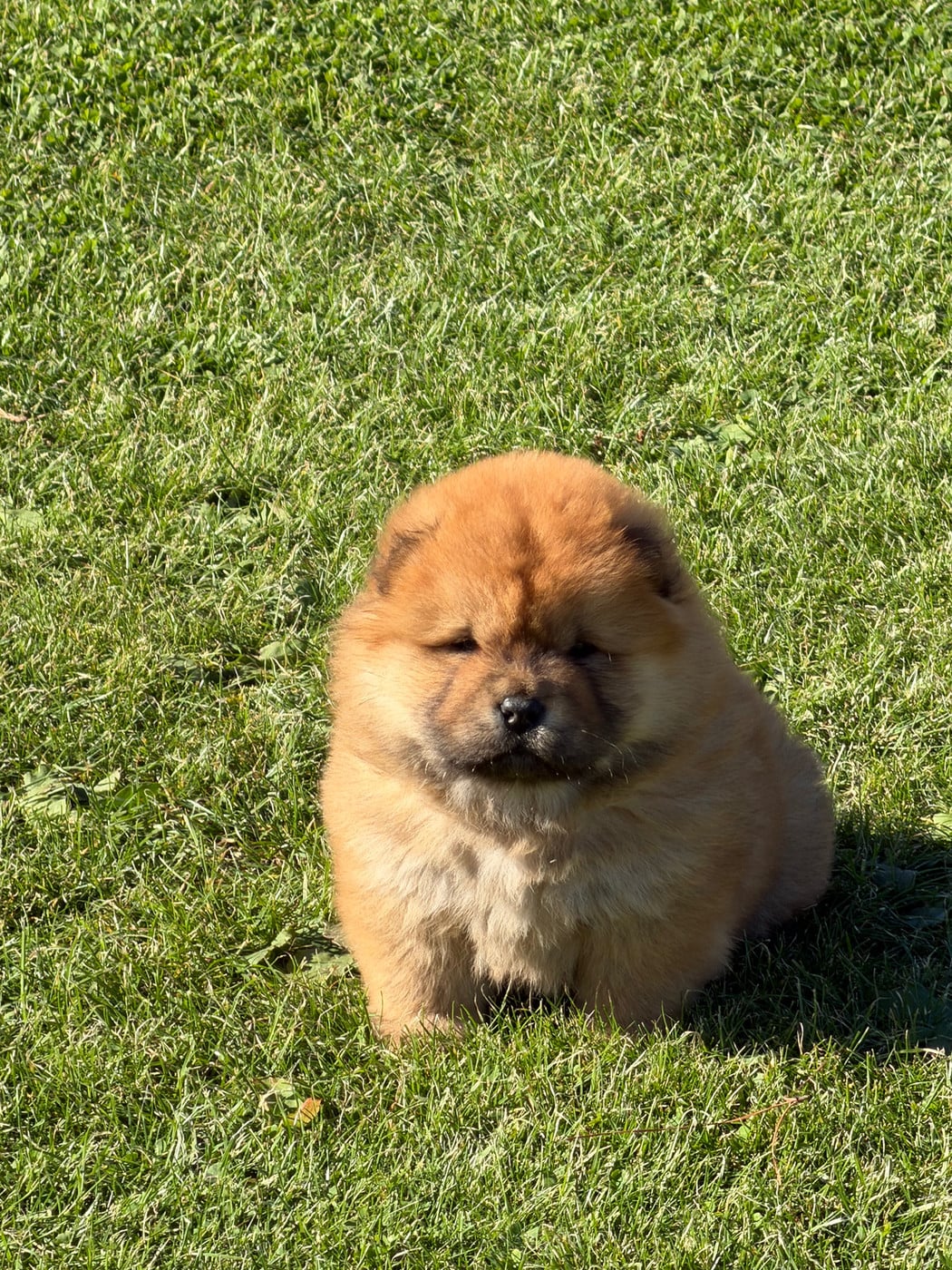 Chiot N°2 - Chow Chow