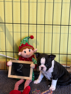 Les chiots de Boston Terrier