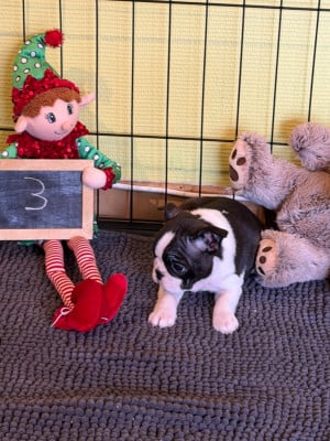 Les chiots de Boston Terrier