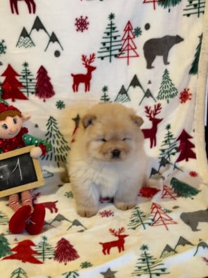 Les chiots de Chow Chow