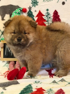 Les chiots de Chow Chow