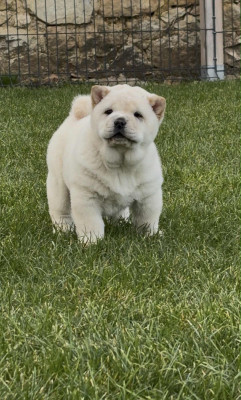 Les chiots de Chow Chow