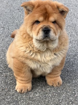 Les chiots de Chow Chow