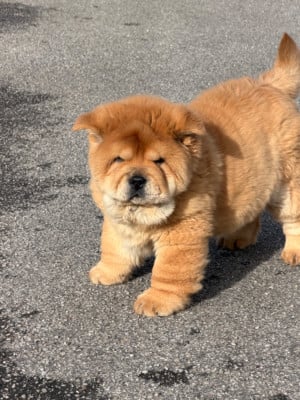 Les chiots de Chow Chow