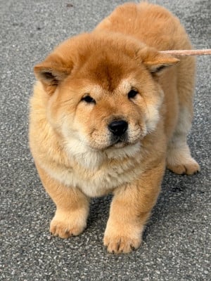 Les chiots de Chow Chow