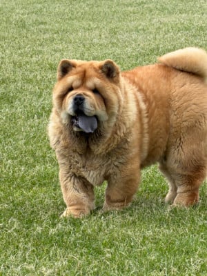 Les chiots de Chow Chow