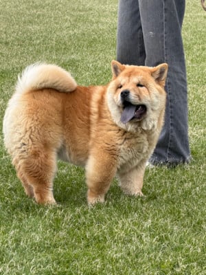 Les chiots de Chow Chow