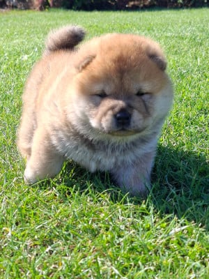 Chow Chow