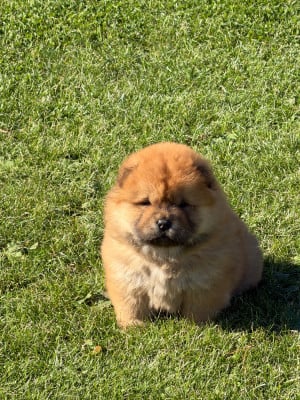 Les chiots de Chow Chow