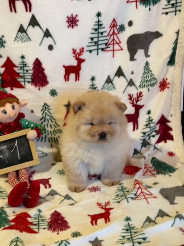 Chow Chow - North Mans