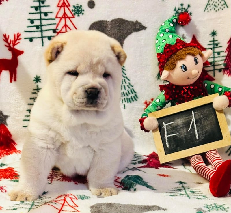 Chow Chow - North Mans