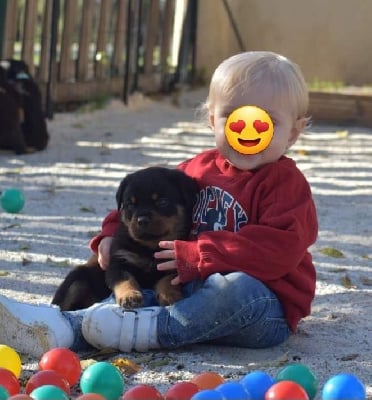 Du Royaume De L'Occitanie