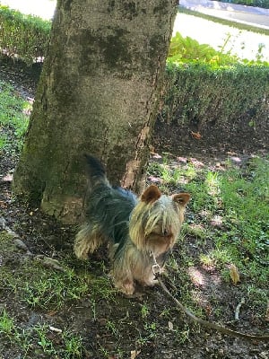 Des Coquins D'Occitanie