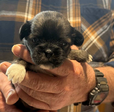 Les chiots de Lhassa Apso