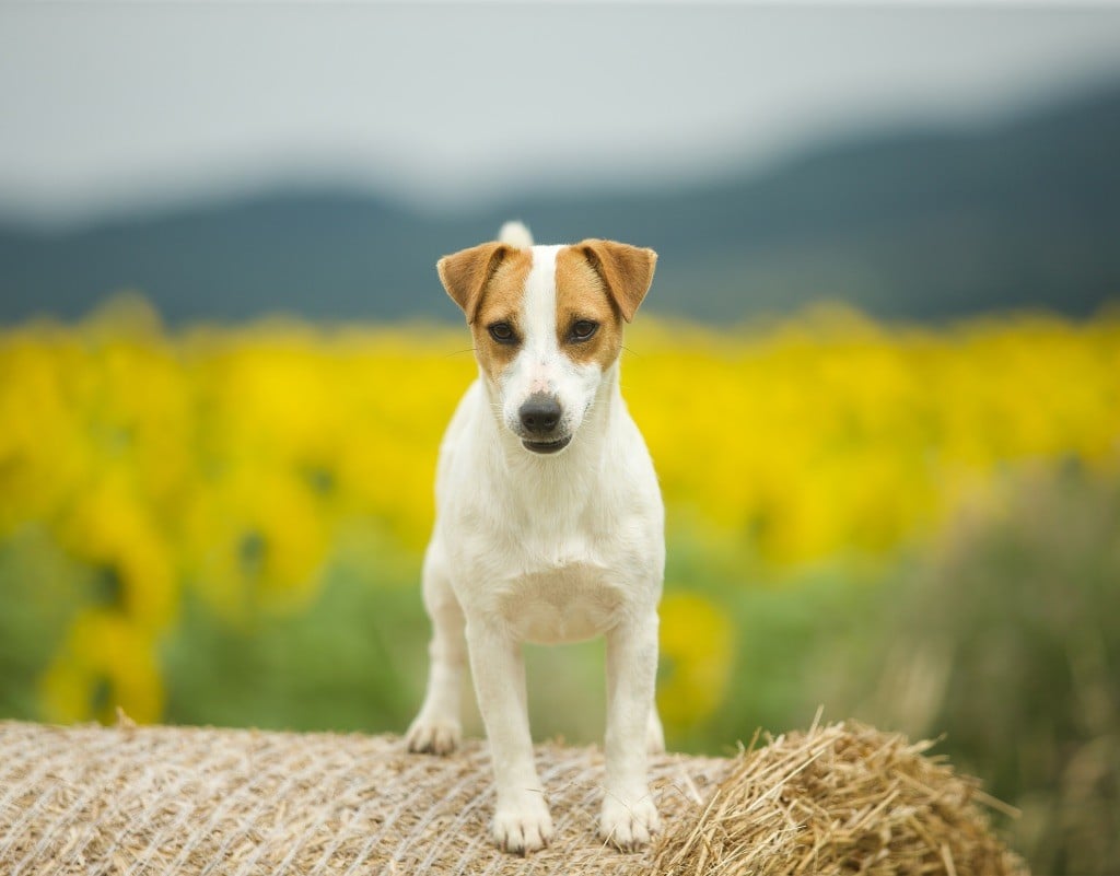Tess tea Du Bois De Capsil