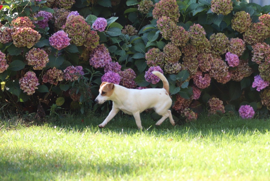 Tess tea Du Bois De Capsil