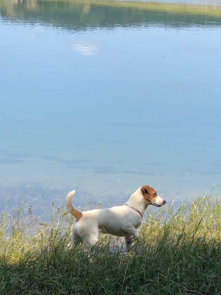 Tess tea Du Bois De Capsil
