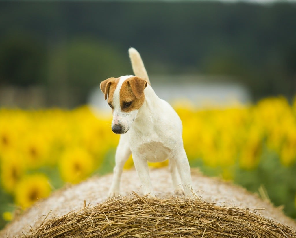 Tess tea Du Bois De Capsil