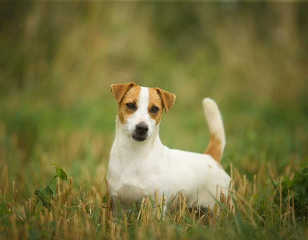 Tess tea Du Bois De Capsil
