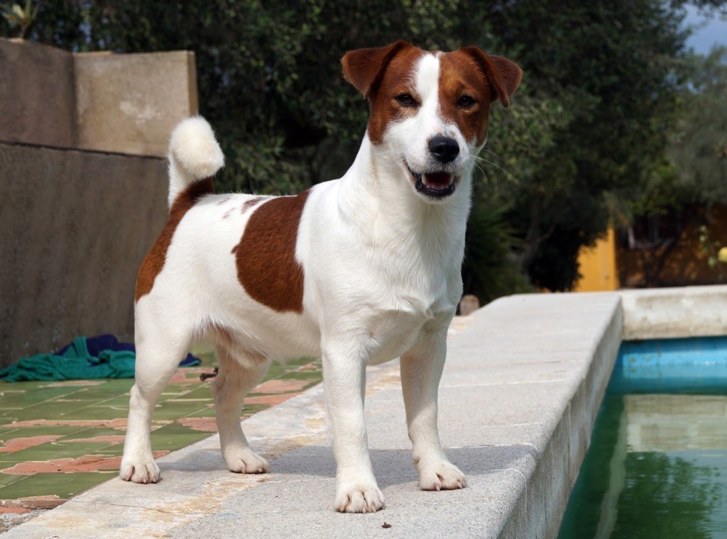 Publication : Du Bois De Capsil Auteur : Dani Roig