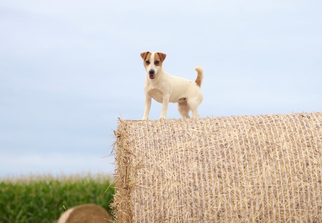 Tess tea Du Bois De Capsil