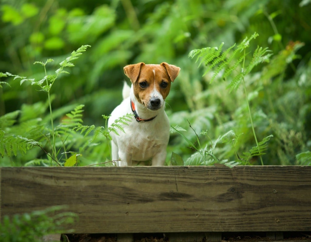 Publication : Du Bois De Capsil