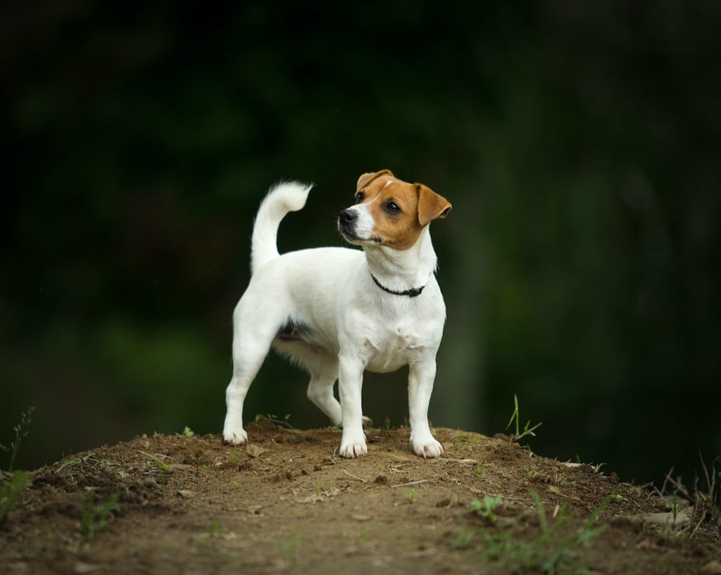 Publication : Du Bois De Capsil