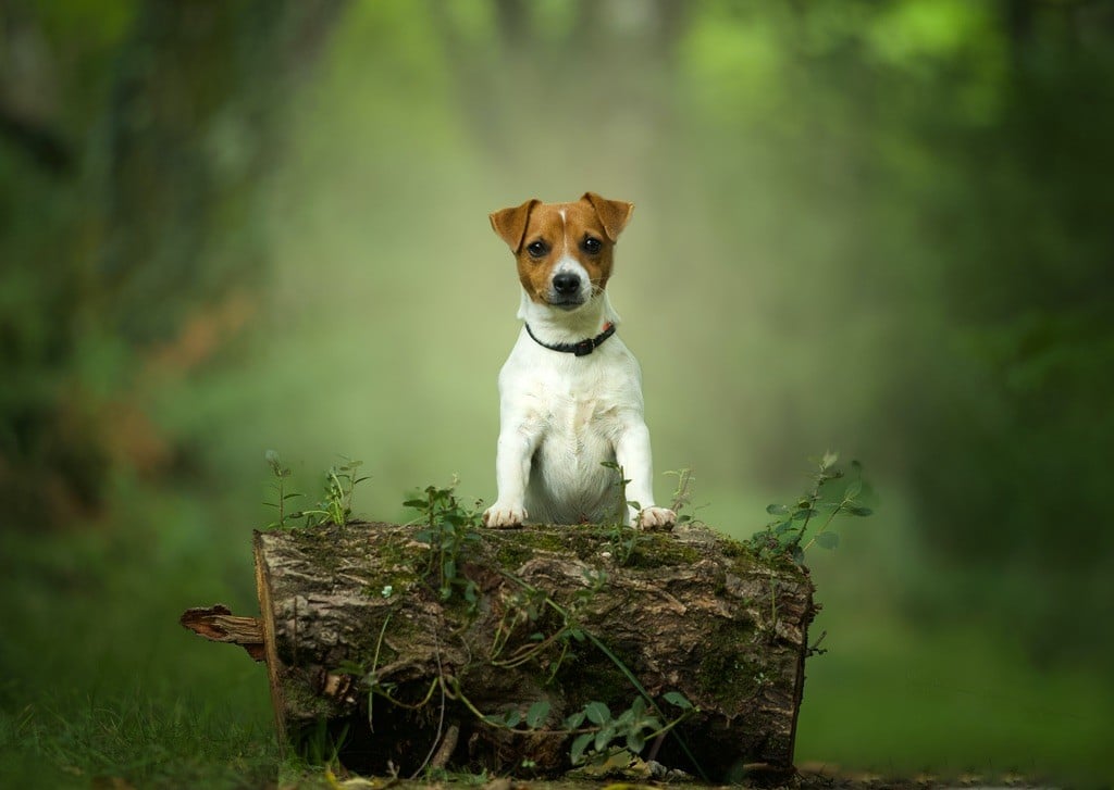 Publication : Du Bois De Capsil