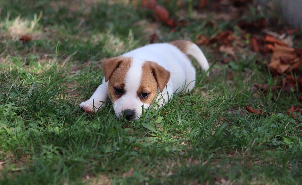 Tess tea Du Bois De Capsil