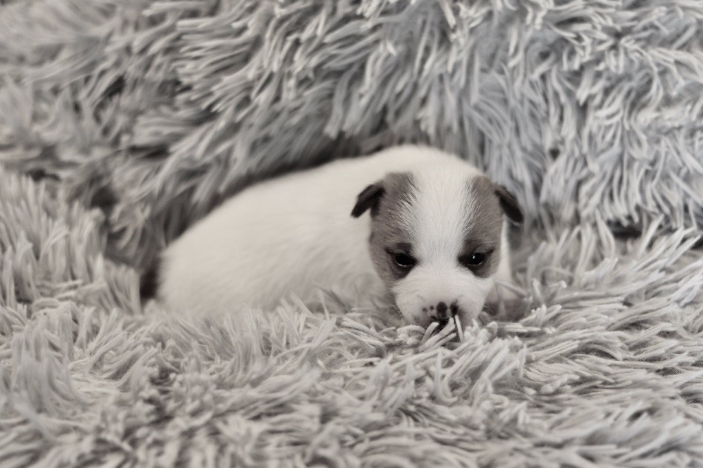 Tess tea Du Bois De Capsil