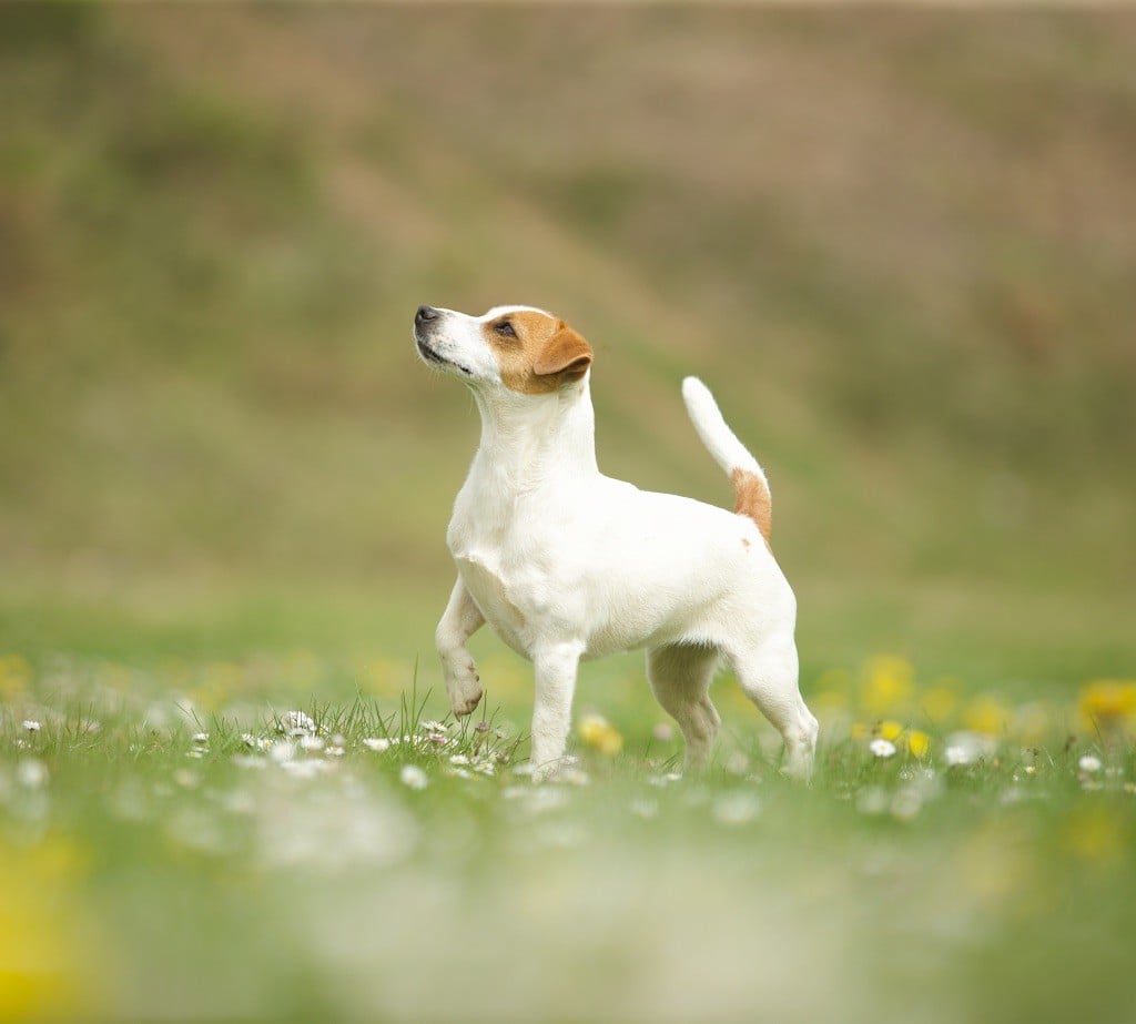 Tess tea Du Bois De Capsil