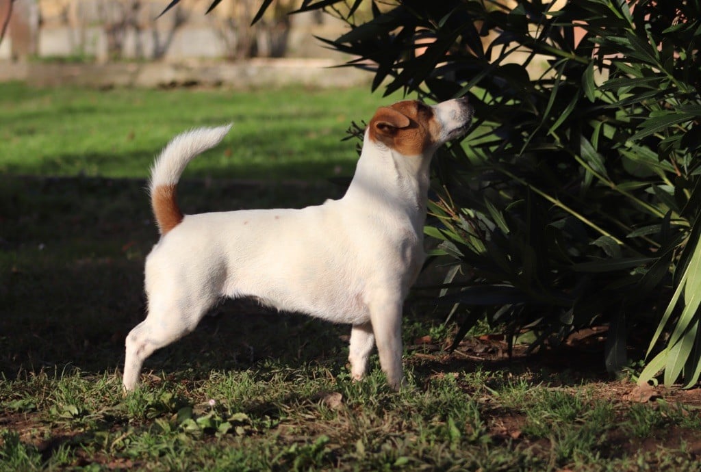 Tess tea Du Bois De Capsil