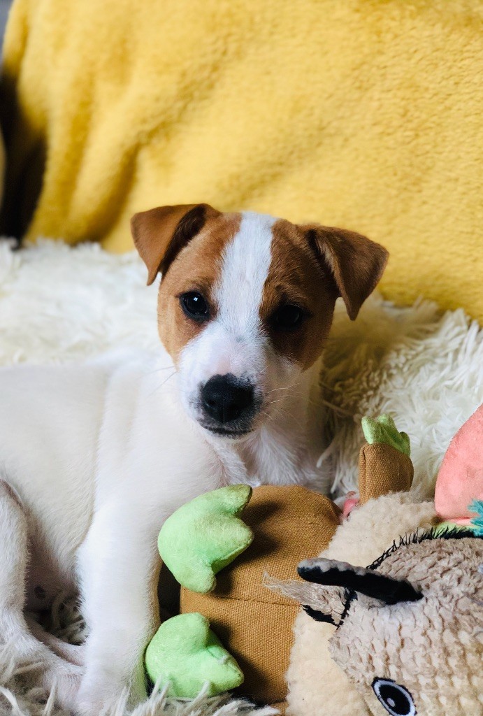 Tess tea Du Bois De Capsil